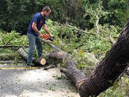 Best Stump Grinding and Removal  in Dania Beach, FL